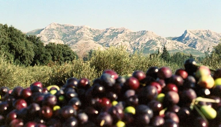 CastelineS Classic Extra Virgin Olive Oil