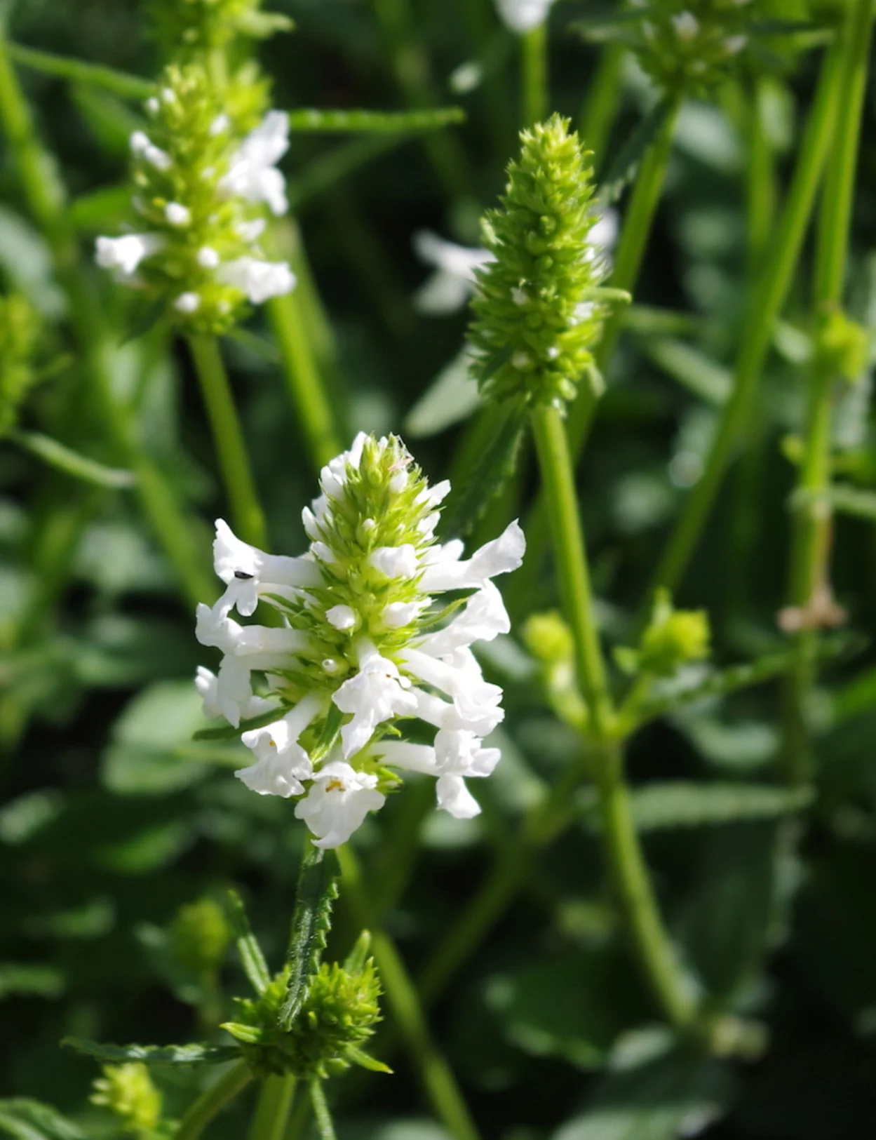 Stachys Honey