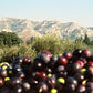 CastelineS Classic Extra Virgin Olive Oil