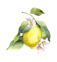 Sicilian Citrus Tea For One Gift Box