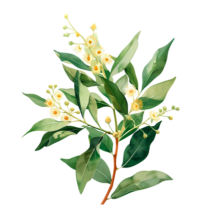 Sicilian Citrus Tea For One Gift Box