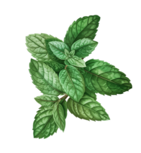 Sicilian Citrus Tea For One Gift Box